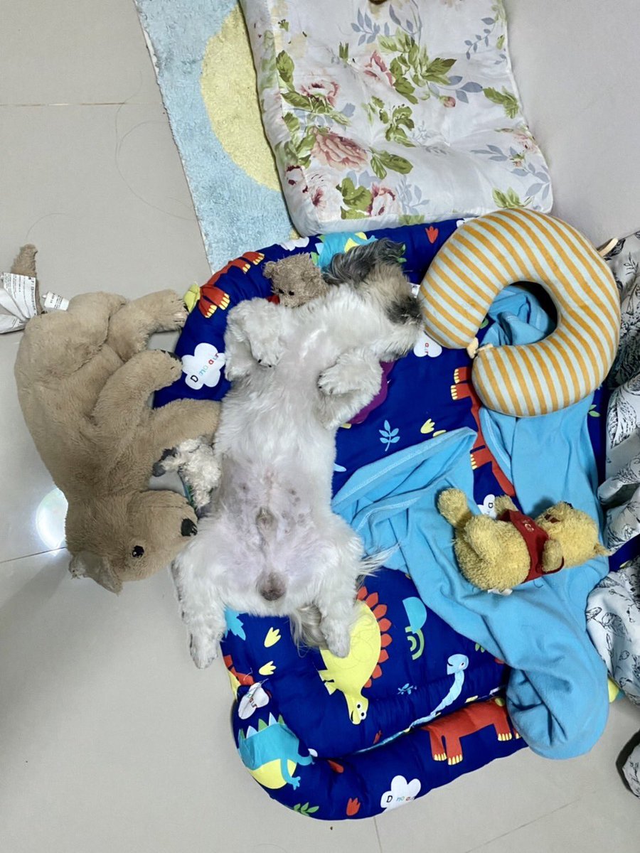 PangPan30674556's tweet photo. I want to sleep zzZzzZZZZ https://t.co/MhFpSdsfz5