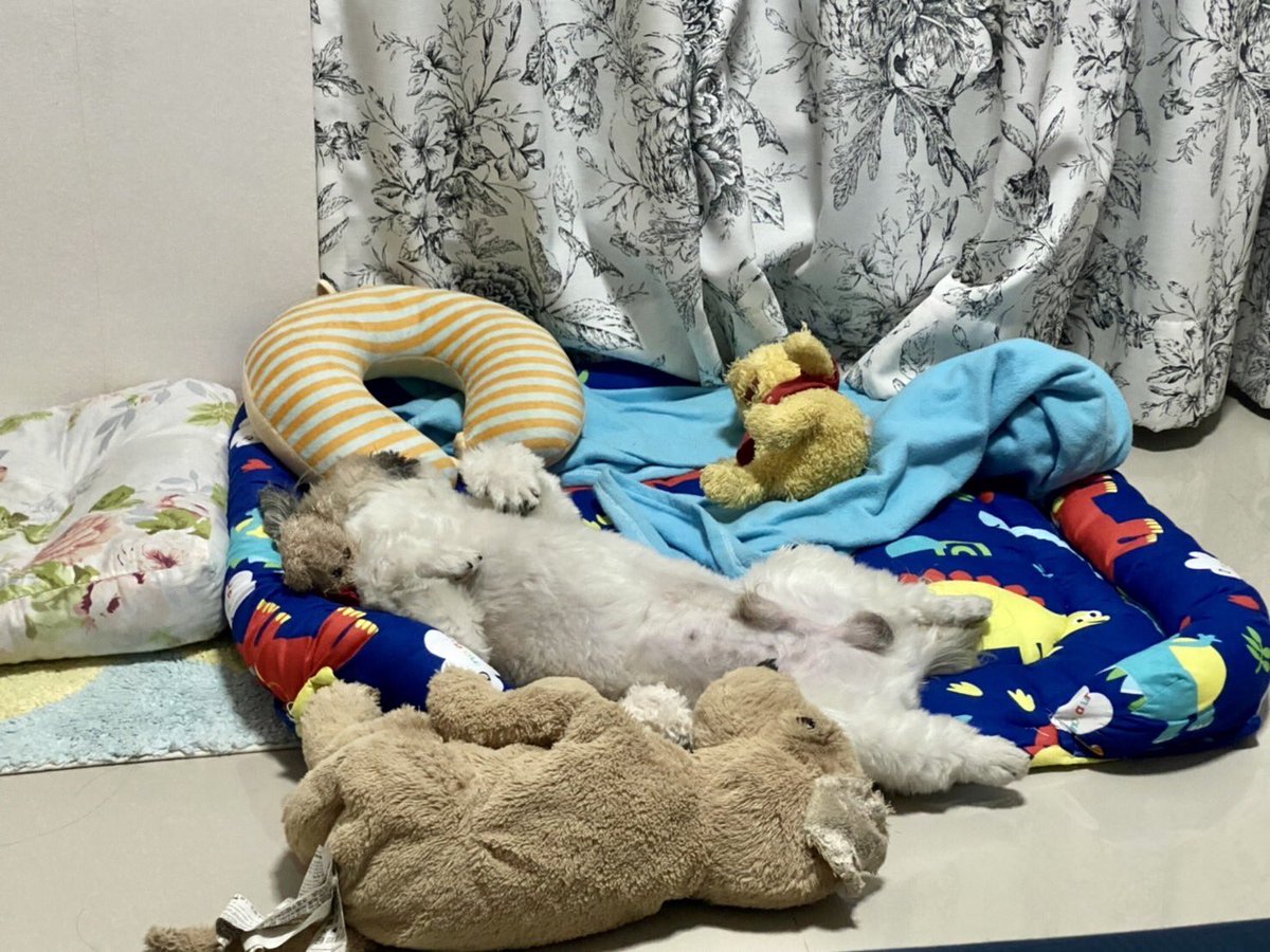 PangPan30674556's tweet photo. I want to sleep zzZzzZZZZ https://t.co/MhFpSdsfz5