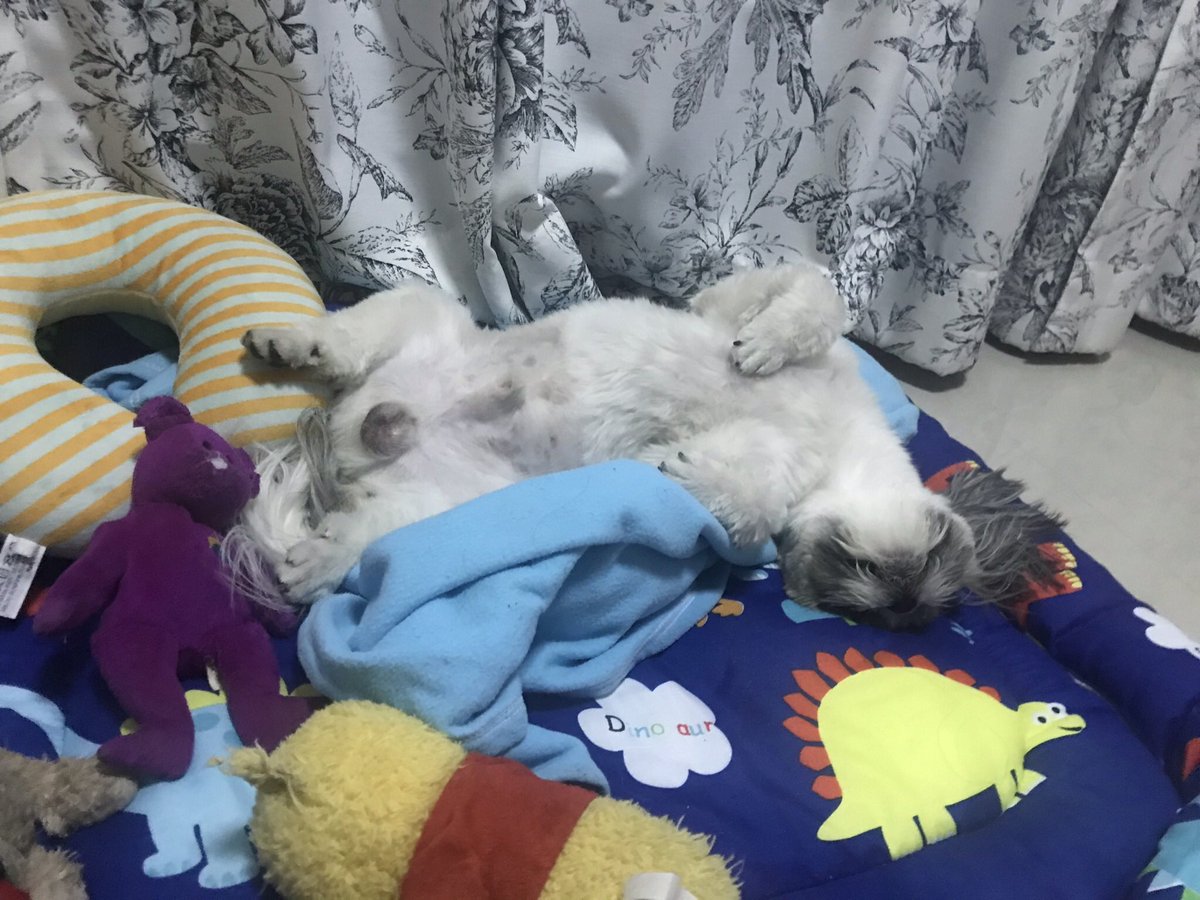 PangPan30674556's tweet photo. I want to sleep zzZzzZZZZ https://t.co/MhFpSdsfz5