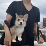 犬の写真がプリントされているTシャツ？いえいえこれは本物です。