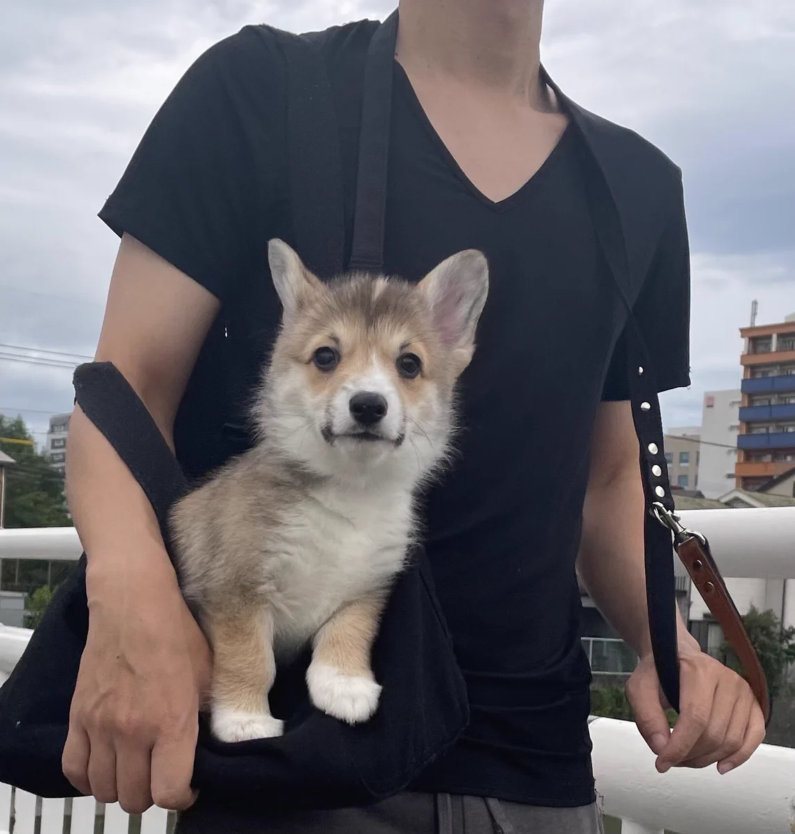 犬の写真がプリントされているTシャツ？いえいえこれは本物です。
