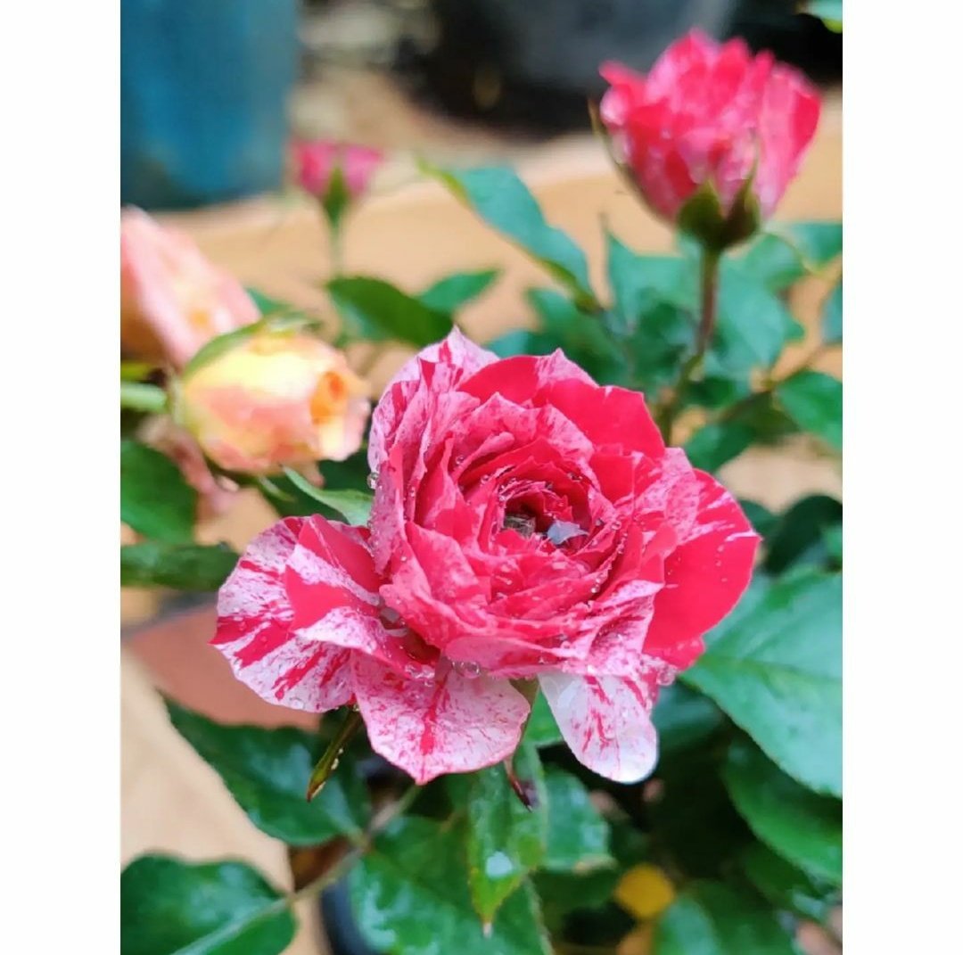 shaarmia_'s tweet photo. When love came first to earth, the Spring spread rose beds to receive him.
~ Thomas Campbell
#shacamupz #oneplusclicks https://t.co/6fW6OoFtNM