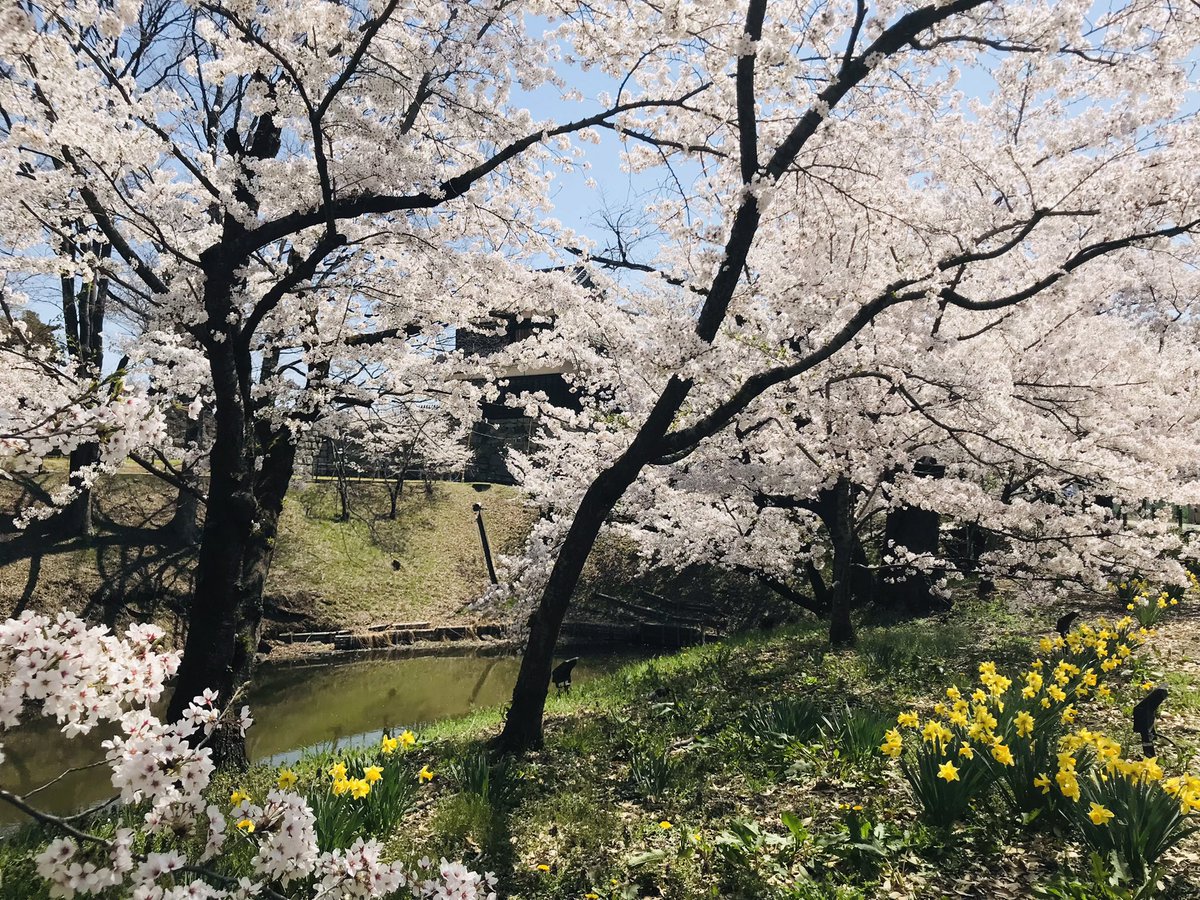 ShinjiIwasaki's tweet photo. 上田城の桜もいい感じ🌸
#桜 #上田城 #cherryblossom #uedacastle #お花見 https://t.co/Yb8OuA9gXT