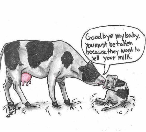 MealLives's tweet image. is this fair?
#GoVegan #veganlife #AnimalLovers #AnimalRights 
🌱❤️