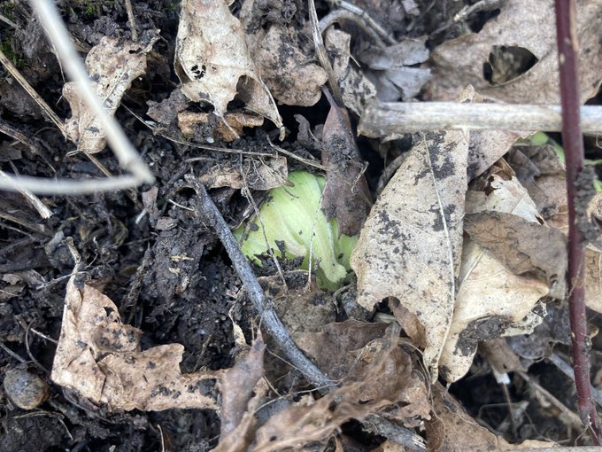 いいふきのとう見つけた(*'꒳`*) 