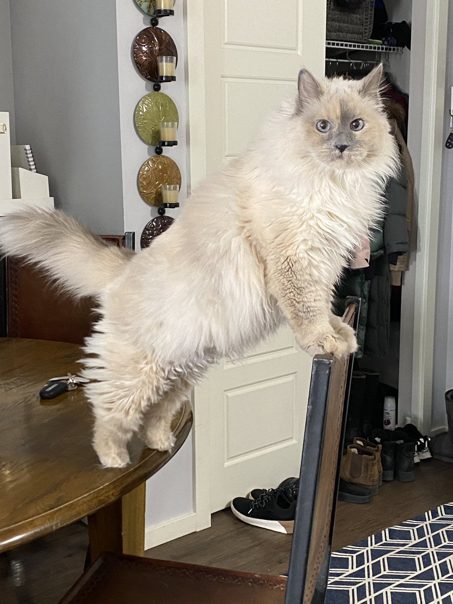 bean_tash's tweet image. #NationalPetDay (I could keep going?! 🤷‍♀️🐾😂♥️)