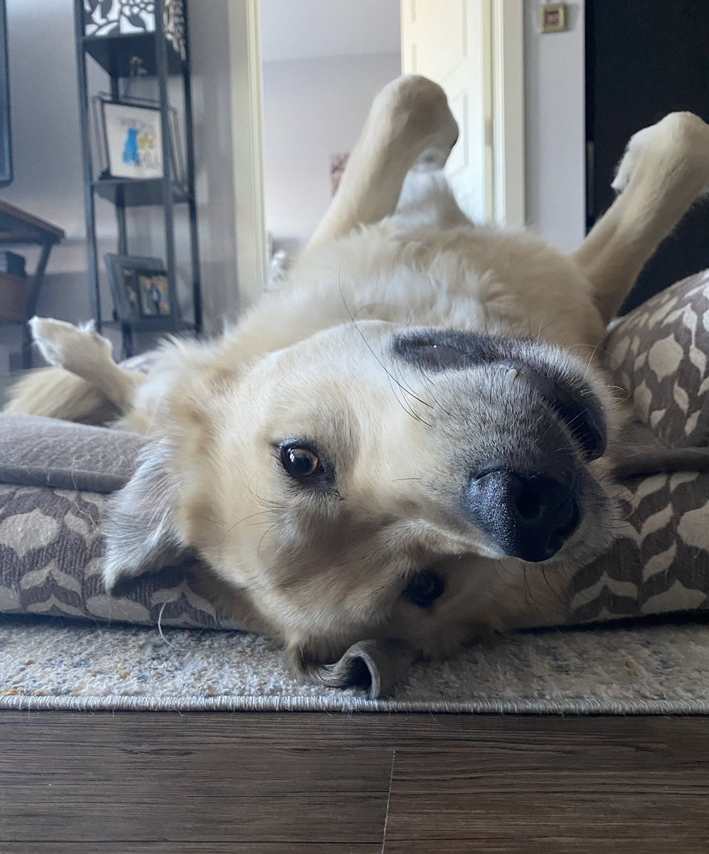 bean_tash's tweet image. #NationalPetDay (I could keep going?! 🤷‍♀️🐾😂♥️)