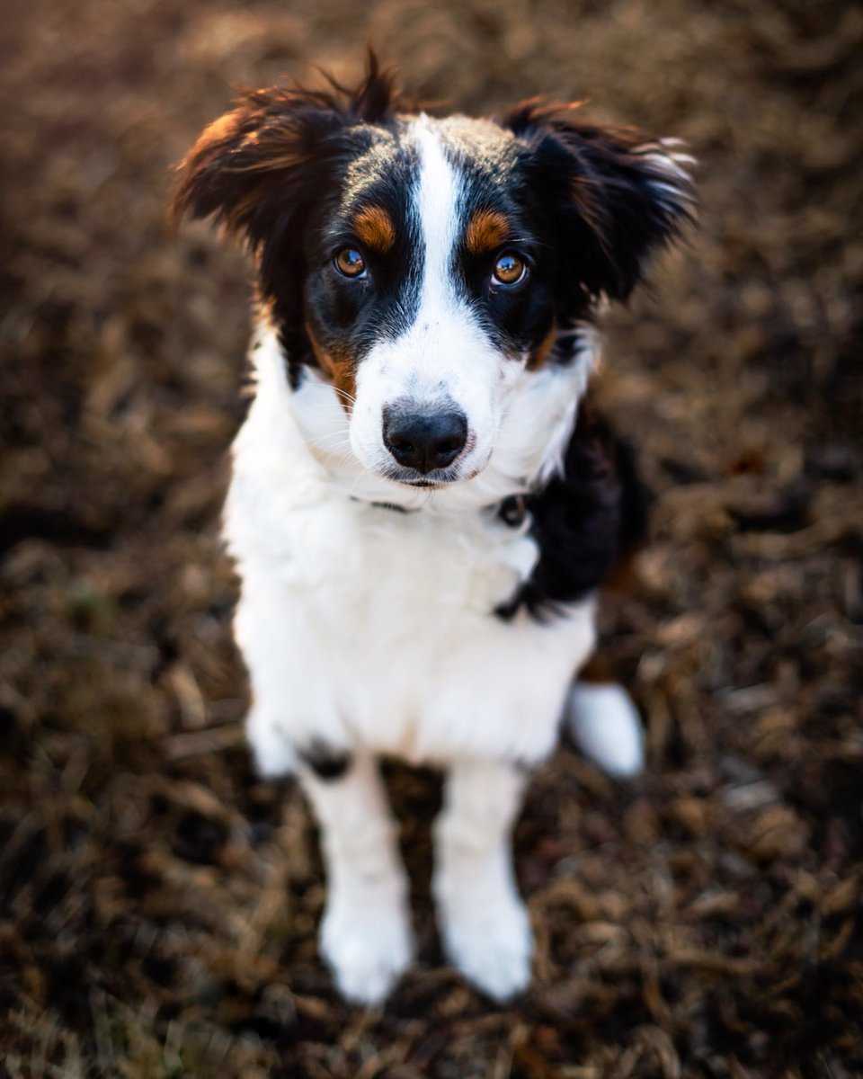 My #Aussie Phoenix #NationalPetDay2022