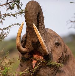 kilibound's tweet photo. Make your way to the untouched, heart-stopping excitement of big sight-seen in Tanzania Best Wildlife Areas.
See More - https://t.co/BAUEEdZ2vQ

#wildlife #santiagobernabeu #chelsea #realmadrid #tanzania #ucl #florida #kilibound https://t.co/TdDtaIcMUE
