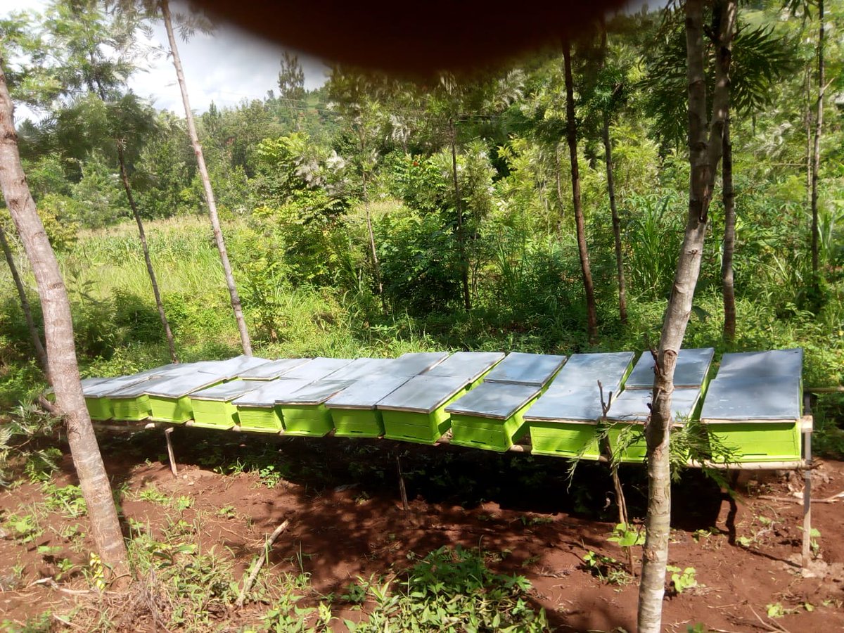 benard_kiruthu's tweet photo. BEES 101 π 3 POINTS
π You don't need acres of land to do #Bee_keeping.
π Consider methods that will save on space and ease #Apiary_Management.
π Productivity is not about the 'Expensive' Hives, its about the #environment around (enough Forage).
https://t.co/sjvCFceXzl https://t.co/ZqnSmTG6QR
