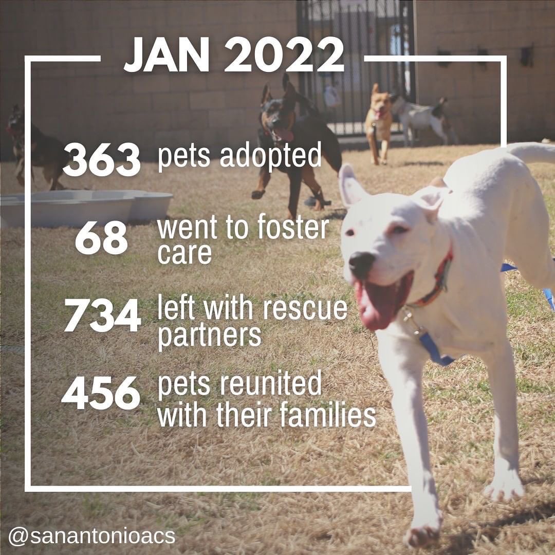 BexarFacts's tweet photo. Look for a pet at a local shelter like @SANANTONIOACS. In the 1st quarter of this year alone they have adopted out close to 1k animals and rescued or placed hundreds more. Fosters are also needed, as well as donations and volunteers. Check out one of their adoption events soon! https://t.co/bb4GXofTRf