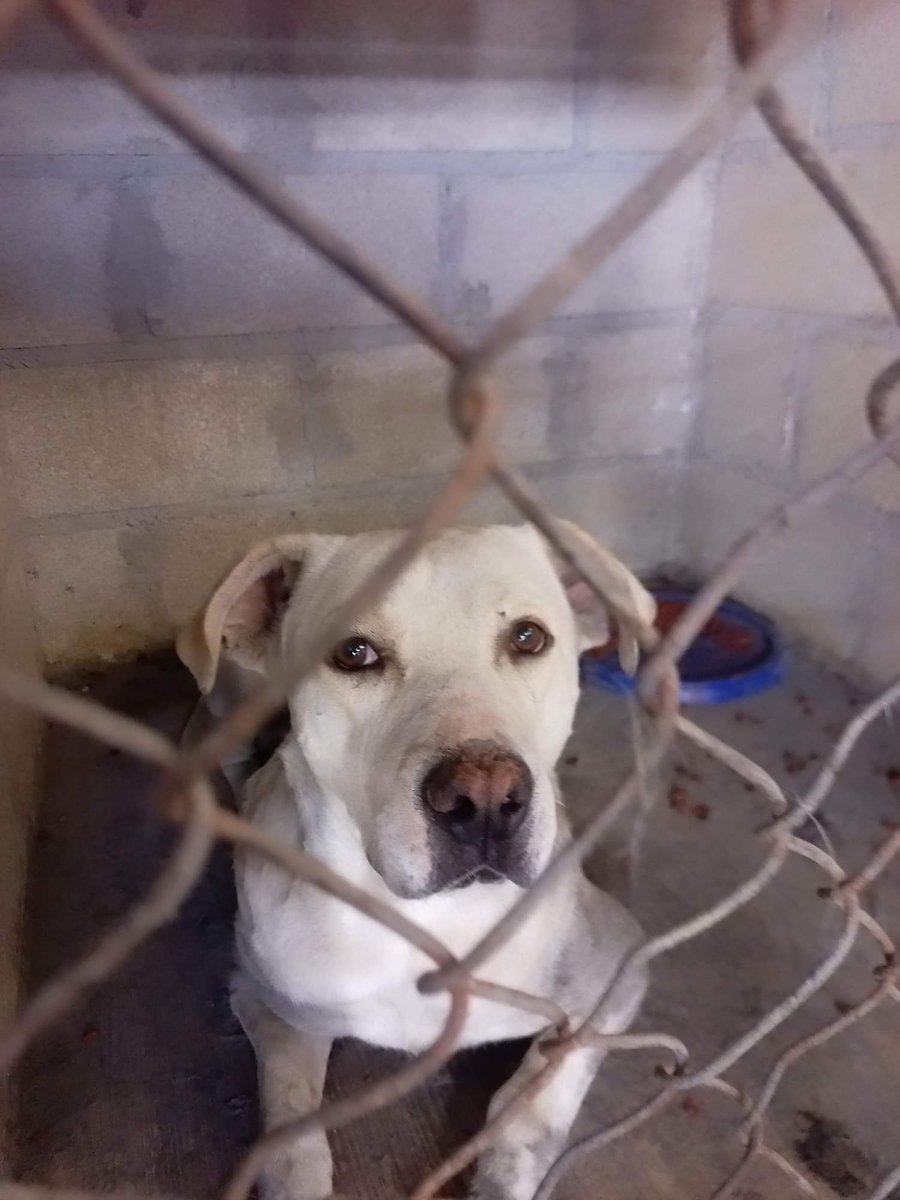 nenabotella tweet media