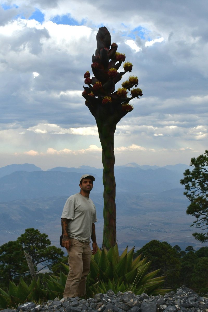 JoeySantore's tweet image. Agave gentryi is a massive bastard of a plant that grows at high elevations (11,000&apos;) in the mountains of Northern Mexico. After a few decades of photosynthesis, it flowers once then dies. It will flower all summer and provide sugar for hummingbirds,moths, bees, flies,etc.
