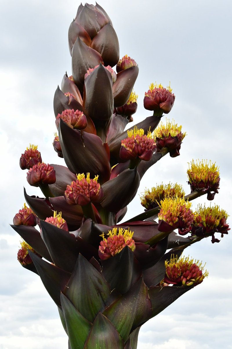 JoeySantore's tweet image. Agave gentryi is a massive bastard of a plant that grows at high elevations (11,000&apos;) in the mountains of Northern Mexico. After a few decades of photosynthesis, it flowers once then dies. It will flower all summer and provide sugar for hummingbirds,moths, bees, flies,etc.