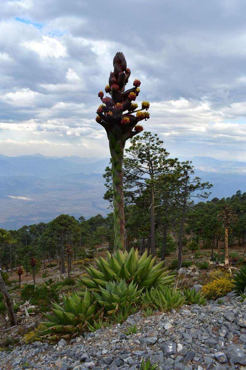 JoeySantore's tweet image. Agave gentryi is a massive bastard of a plant that grows at high elevations (11,000&apos;) in the mountains of Northern Mexico. After a few decades of photosynthesis, it flowers once then dies. It will flower all summer and provide sugar for hummingbirds,moths, bees, flies,etc.