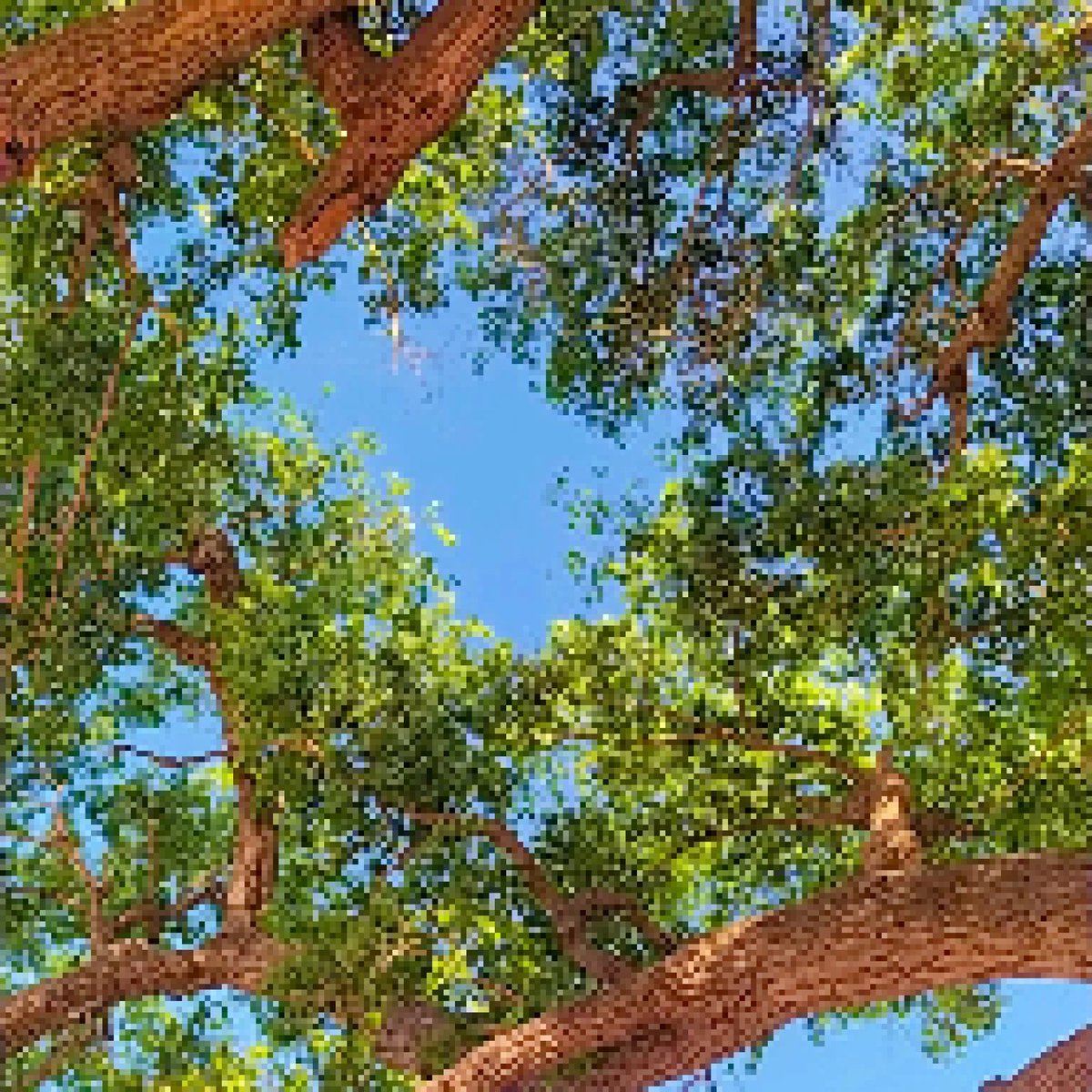 VenorNFT's tweet photo. Art in danger 🌳

#art 
#NFT 
#NFTCommunity 
#NFTCollection 
#nftart 
#nftart 
#NFTshill 
#Nfts https://t.co/hwCp7EHPNB