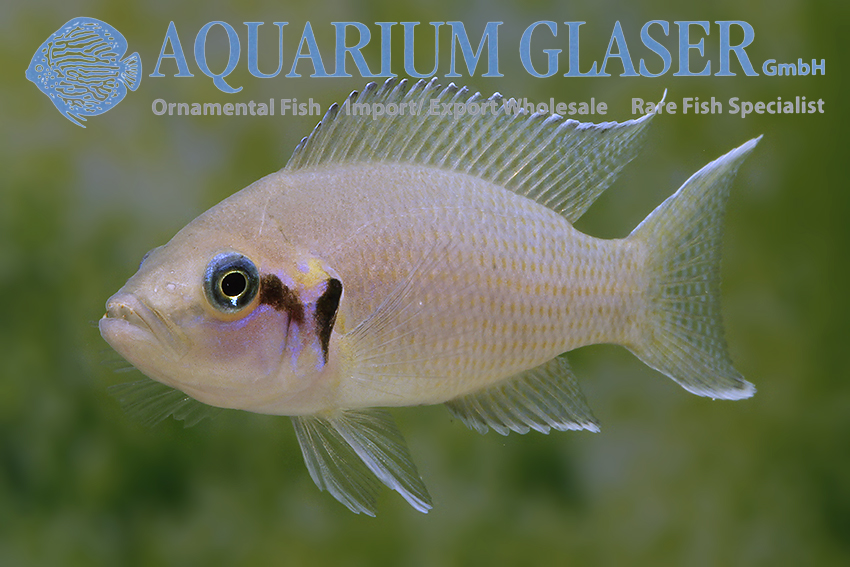 aquariumglaser's tweet photo. #Neolamprologus #pulcher (= N. #brichardi)
find more details and pics @ https://t.co/kgExUnuDLM https://t.co/ZIfVwOq91F