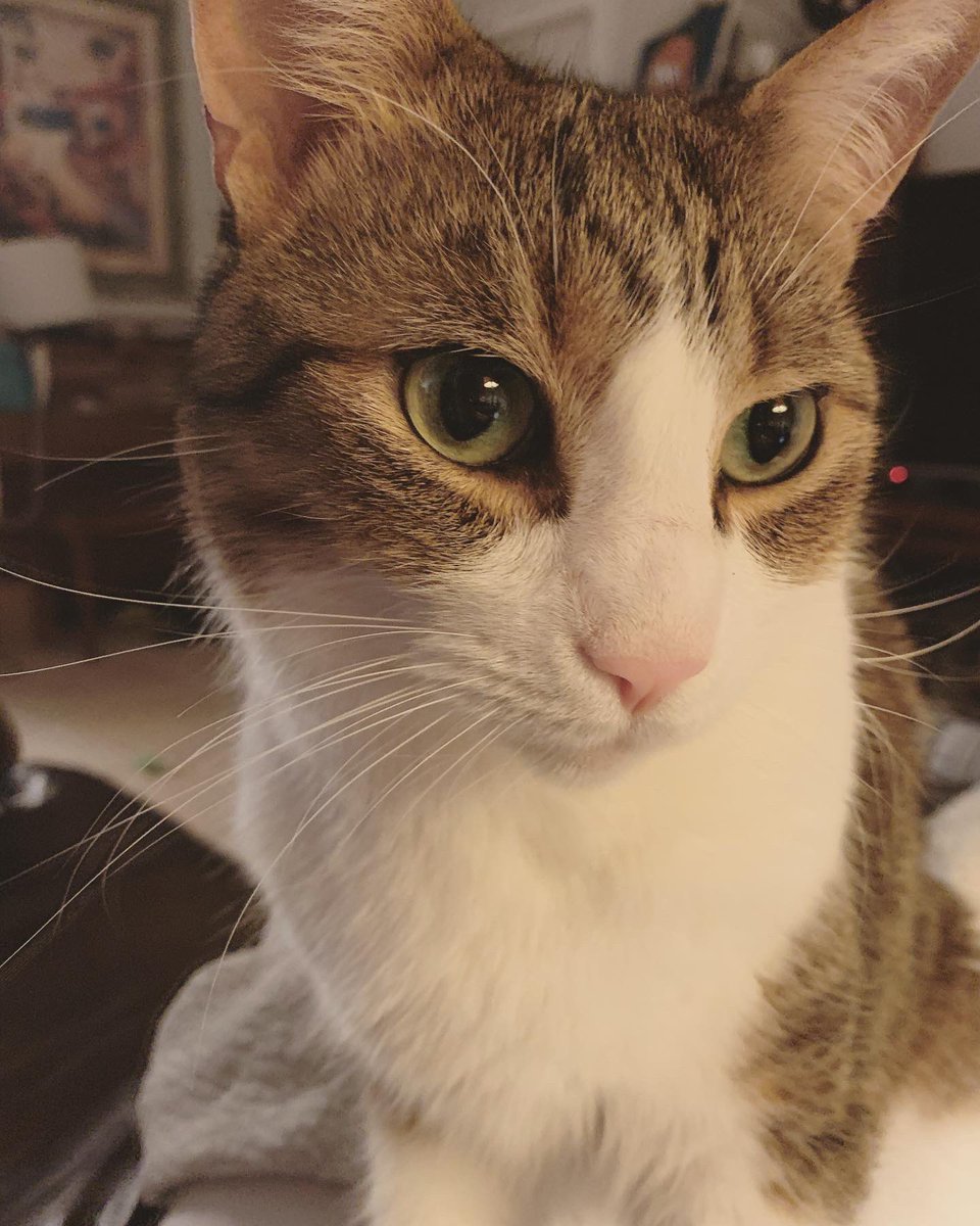 Feline Foursome 😻😹🙀😽 tweet media