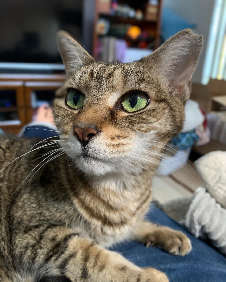 Feline Foursome 😻😹🙀😽 tweet media