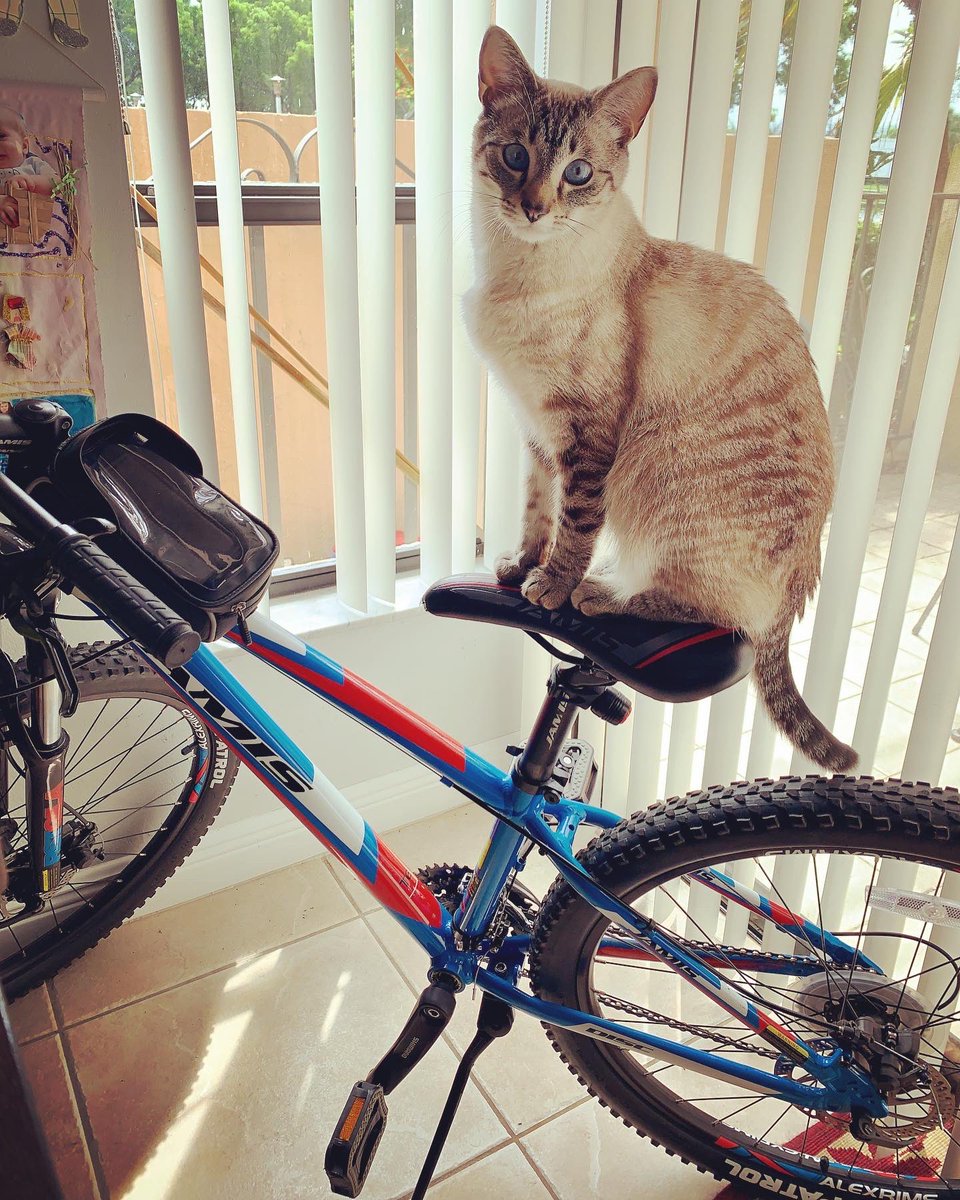 Feline Foursome 😻😹🙀😽 tweet media