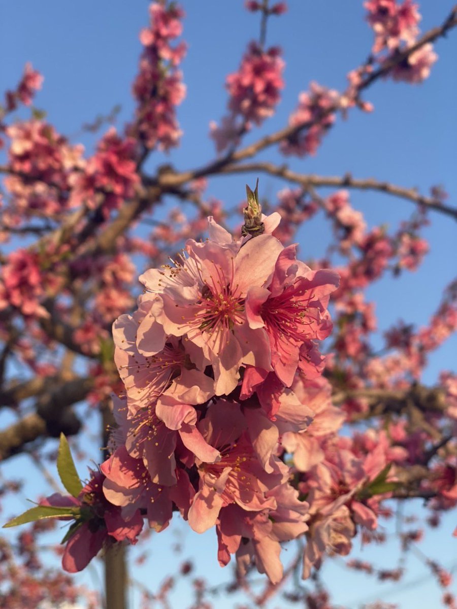 DJSamuraiShadow's tweet photo. 🍑🌸 https://t.co/2ejqW2Me3D