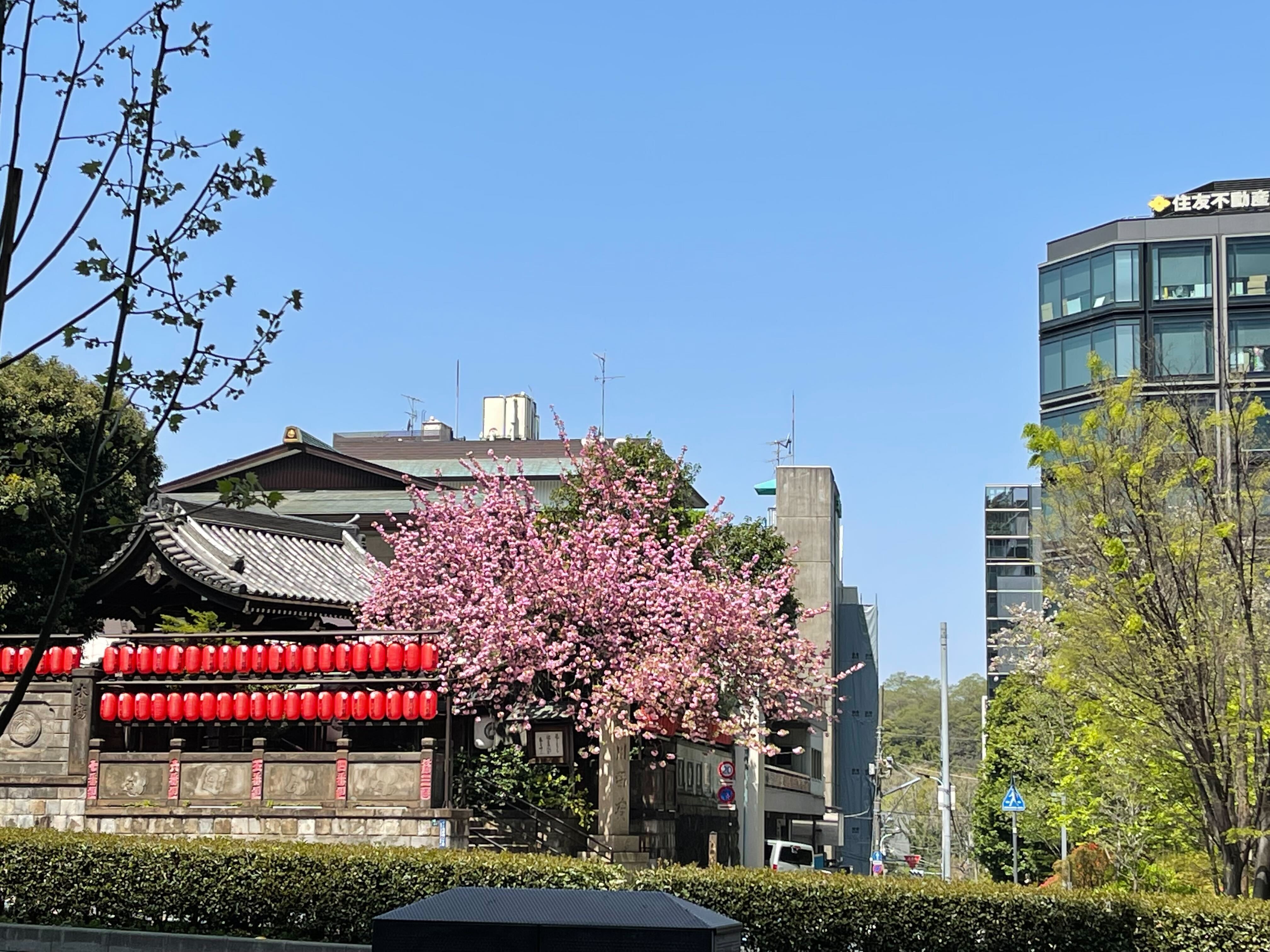 X Mobile Cafe Akasaka Xmobilecafe Twitter