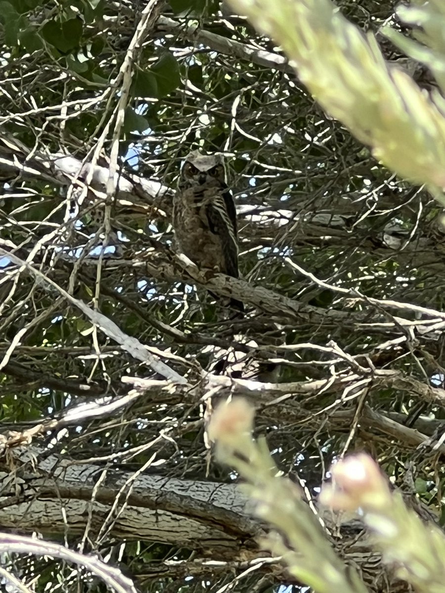 joshuacase_MET's tweet photo. Last Saturday #PeoriaMET helped clean up the Skunk Creek Trail. We found huge amounts of trash, carpets, and even saw an owl. #PeoriaMETTech https://t.co/PAZx1LAvwt
