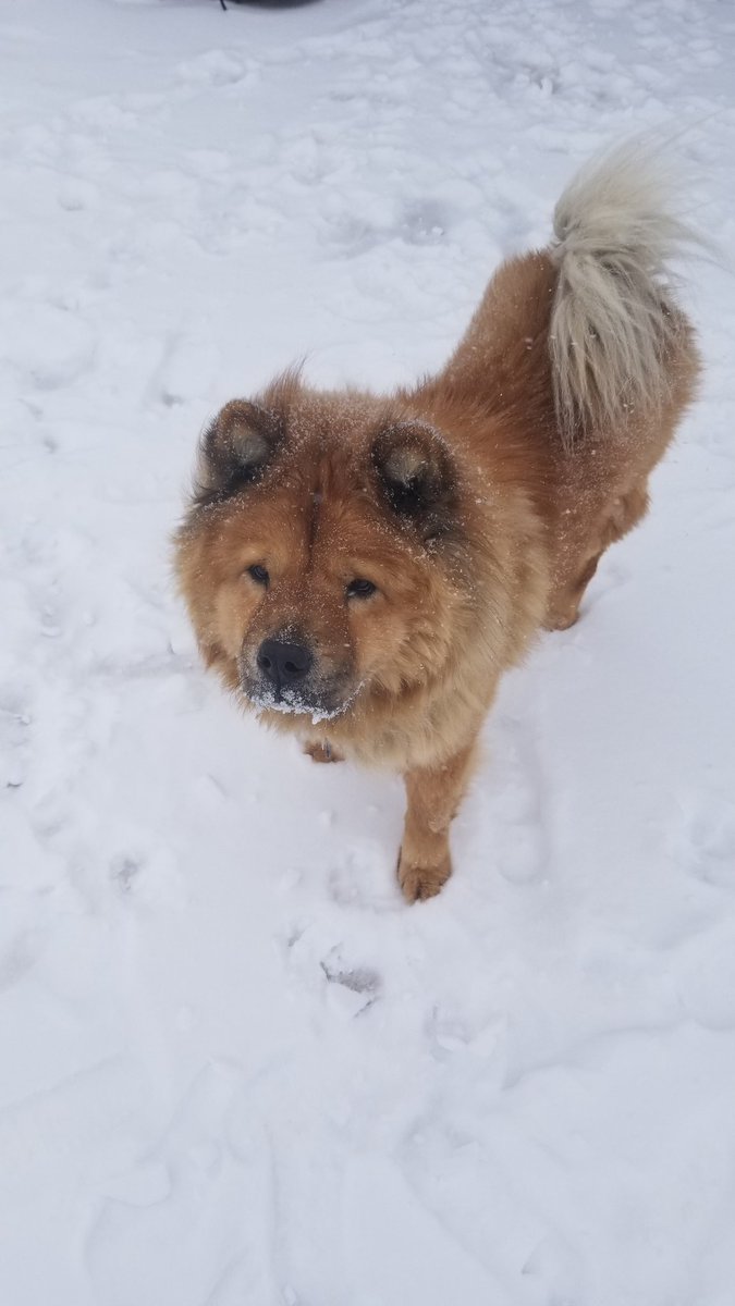 My old man is sick. He is nearly 13. Last week his back legs started giving out. We changed meds &amp; he seems to be hurting less. But from the pain he got constipated and that has spiraled. He cant hold down food. More meds. Please pray for my Ronon, and for my kids, and for me. 💔