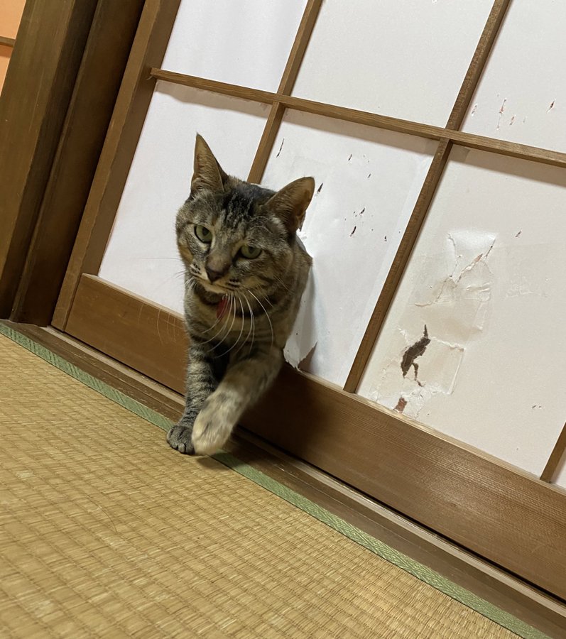 侵入成功 障子やぶりの猫に大喜利コメント殺到 何処でもドア 猫に障子 してやったりの顔 まいどなニュース