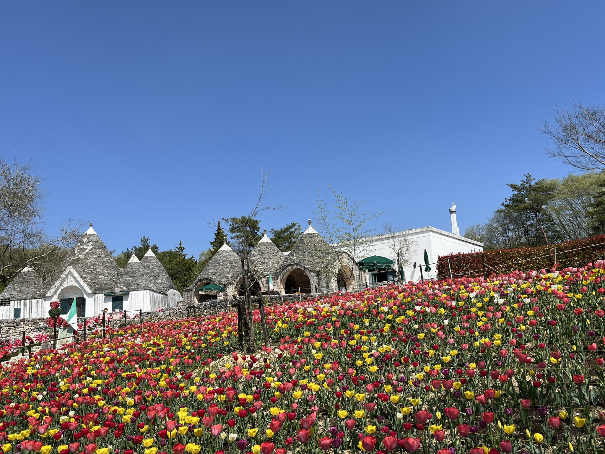 野外民族博物館リトルワールド 公式 イタリア アルベロベッロの家前のチューリップやトルコ イスタンブールの街前のチューリップも満開です チューリップはトルコの国花でもあります T Co 3ywywpf5wp Twitter