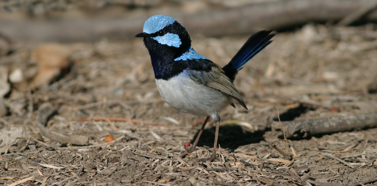 New research shows planting trees and shrubs brings woodland birds back to farms, from superb fairy wrens to spotted pardalotes theconversation.com/new-research-s… | <a href="/ConversationUK/">The Conversation</a> | #ornithology
