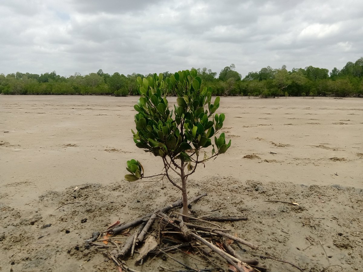 Mangrove forests are among the most productive ecosystems on earth. They are biodiversity hotspots and currently form the higher panel discussions as the major carbon sinks for climate change mitigation
#Bluecarbon #Mangroves #Climatechange #GenerationRestoration #NBS