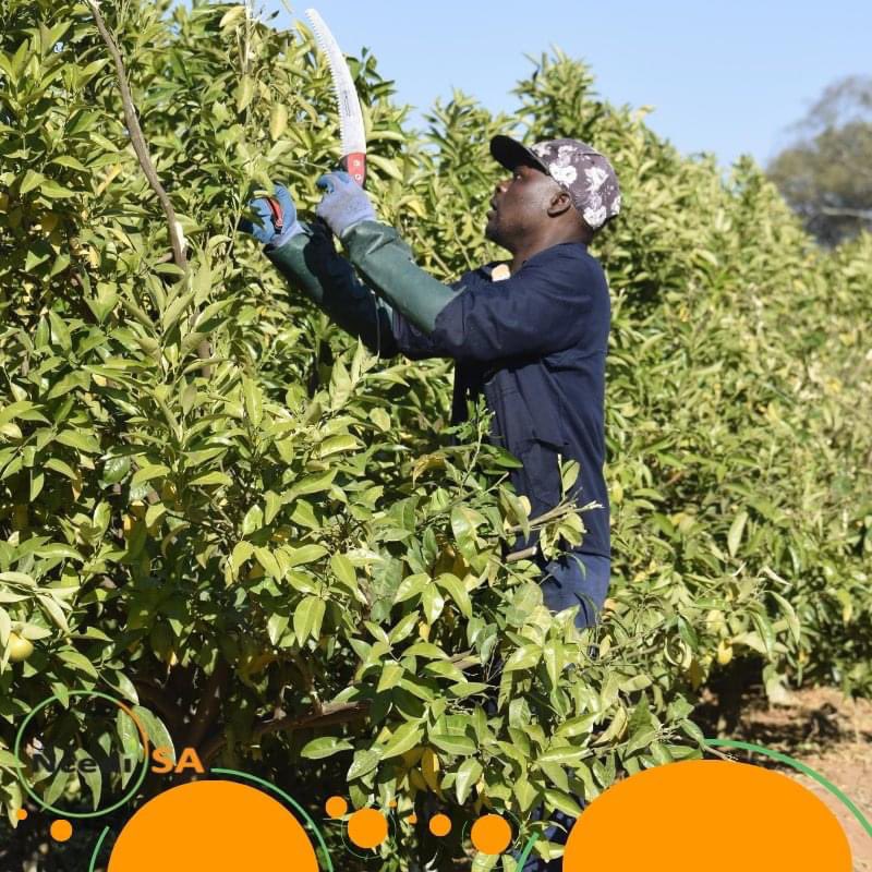 NcediSA_'s tweet photo. 10 Musketeers is a pruning team made up of 10 well-trained, uniformed, and meticulous pruners. The pruning team uses high-quality pruning saws which are diligently kept sharpened to manually prune fruit trees.
#Ncedisa #Agriculture #farming #labour #SouthAfrica #Sustainable https://t.co/kjY23NQeQi
