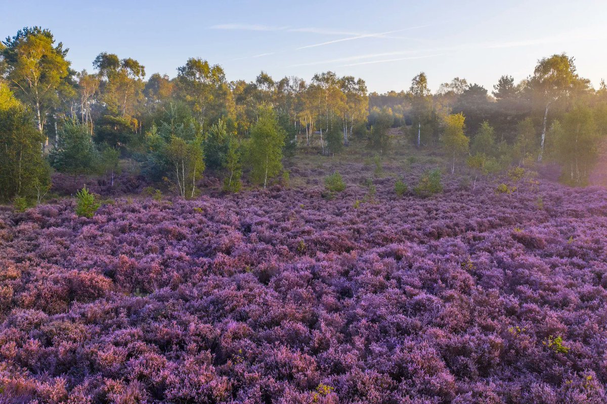 sdnpa's tweet image. In the waning days of summer, heathlands across the South Downs turn into a sea of purple and violet as the heather comes into full bloom.

📍 Stedham Common 

#SouthDowns #Heathland #HelpYourHeaths