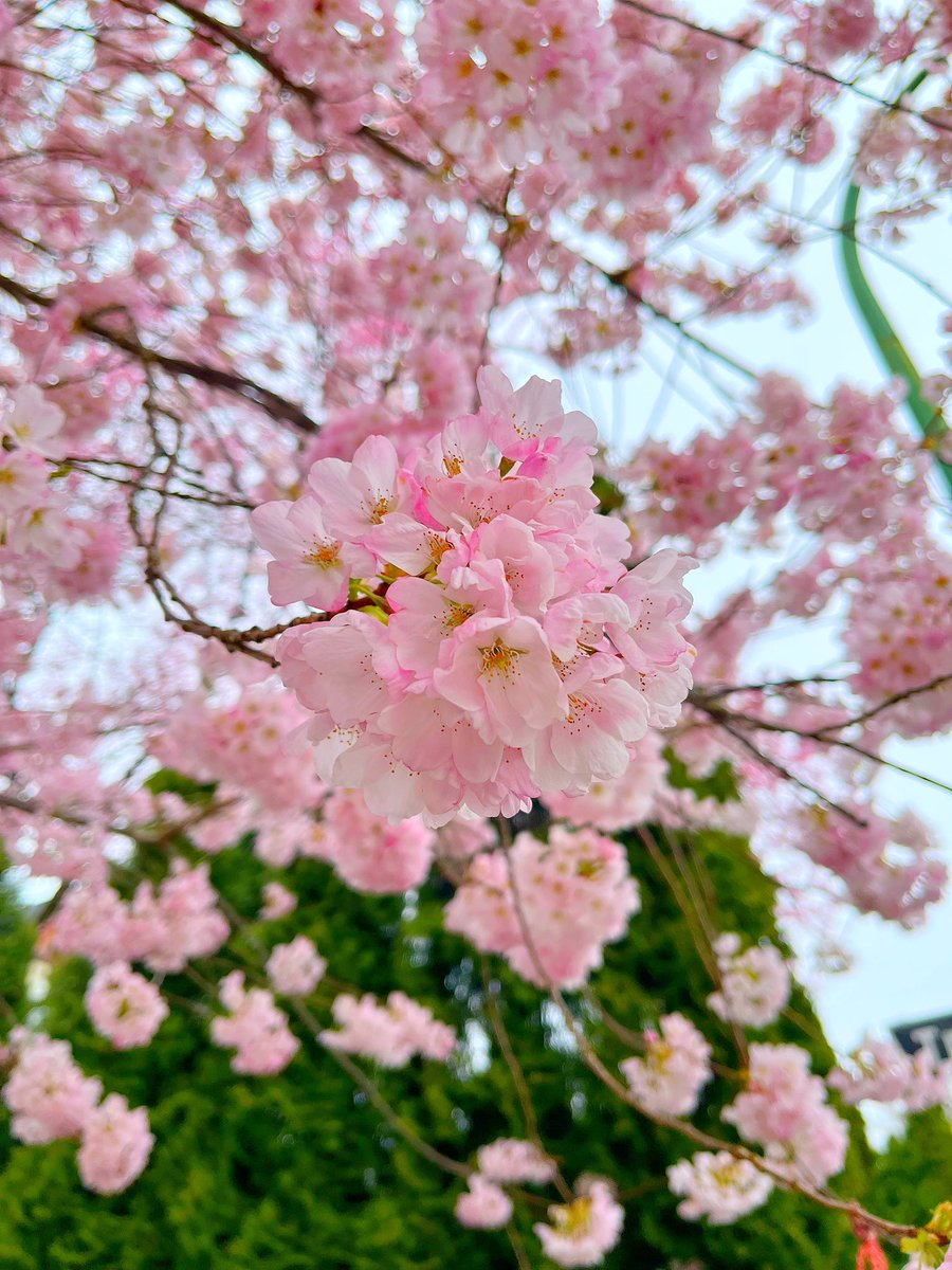 Ch-ch-ch-ch-cherry (blossom) bomb part deux!
🍒🍒🌸🌸 💣💣

🌸
🌸
🌸 

#CherryBlossom #VCBF #CherryBlossomFestival #Vancouver #Pink #Spring #Canada #Flowers #Sakura #flowerstagram #Kitsilano #VanCherryBlossomFest