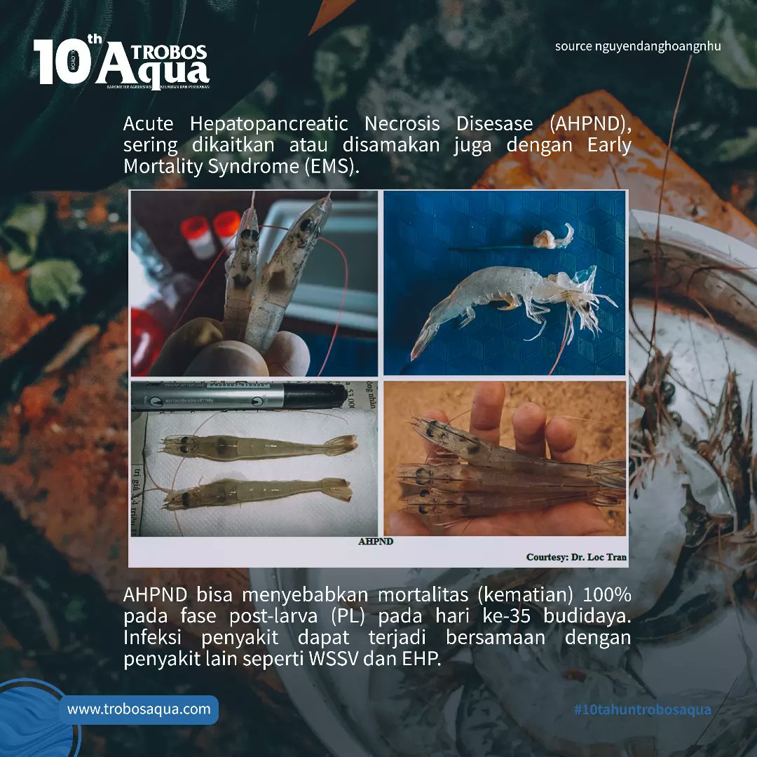 TROBOSAqua's tweet photo. Ini juga penting tentang AHPND pada udang, yang harus kalian tau farmers..

Informasi Seputar Perikanan kunjungi website kami di https://t.co/6m6ZpnfVjR

#MajalahTROBOSAqua #MajalahAqua #budidaya #benur #tips #udang #AHPND https://t.co/GElyCPRgcu