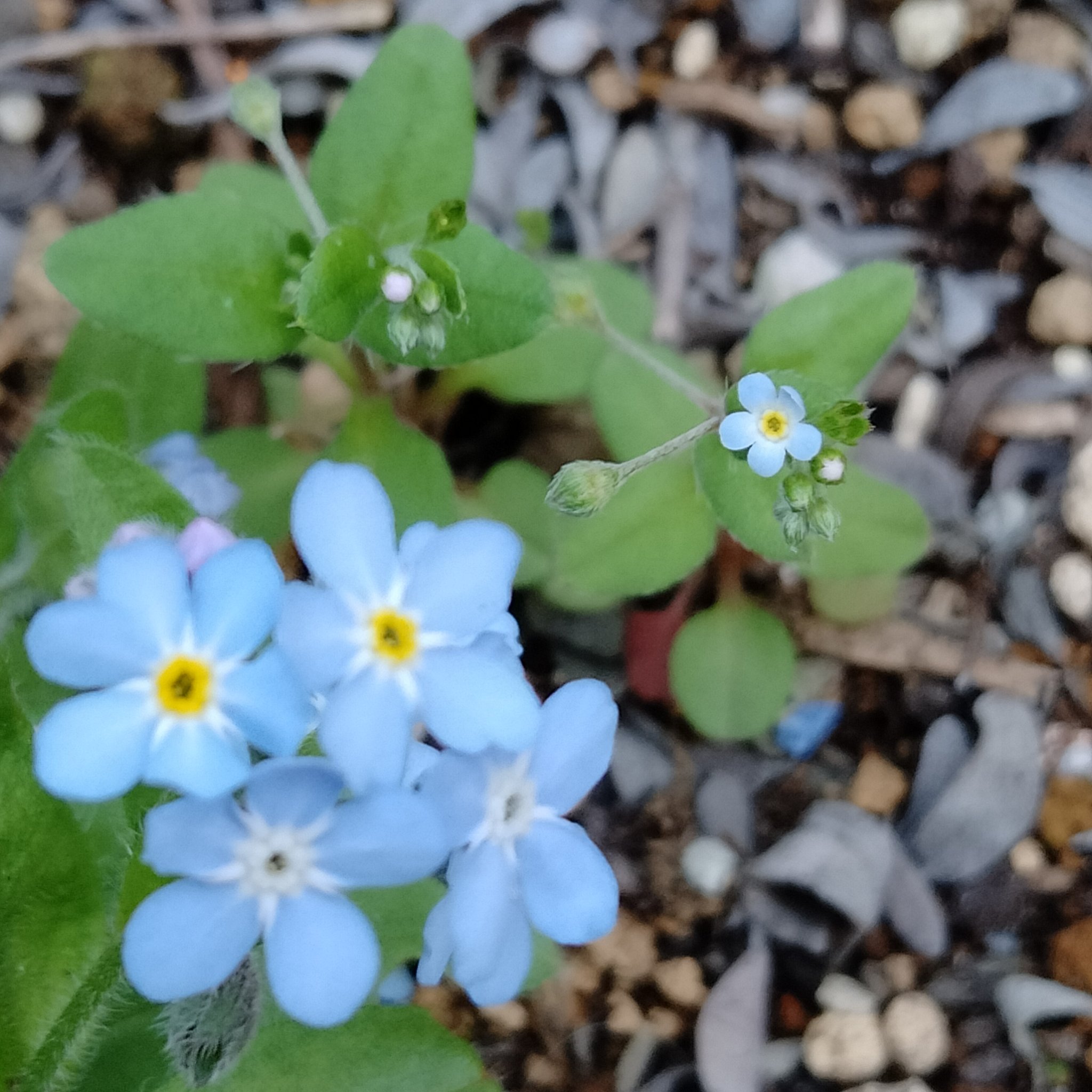 Kukuri 忘れな草 大きいほう と胡瓜草 小さいほう 胡瓜草は雑草なんですけど すごく小さな私の大好きな忘れな草に似た花が咲くので引っこ抜けない困ったやつです T Co Jkg43wcnu7 Twitter