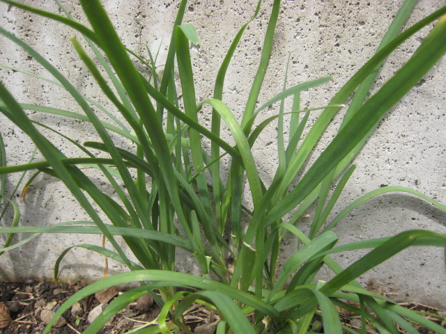 「ニラです」
「スイセンです」
「アヤメです」 