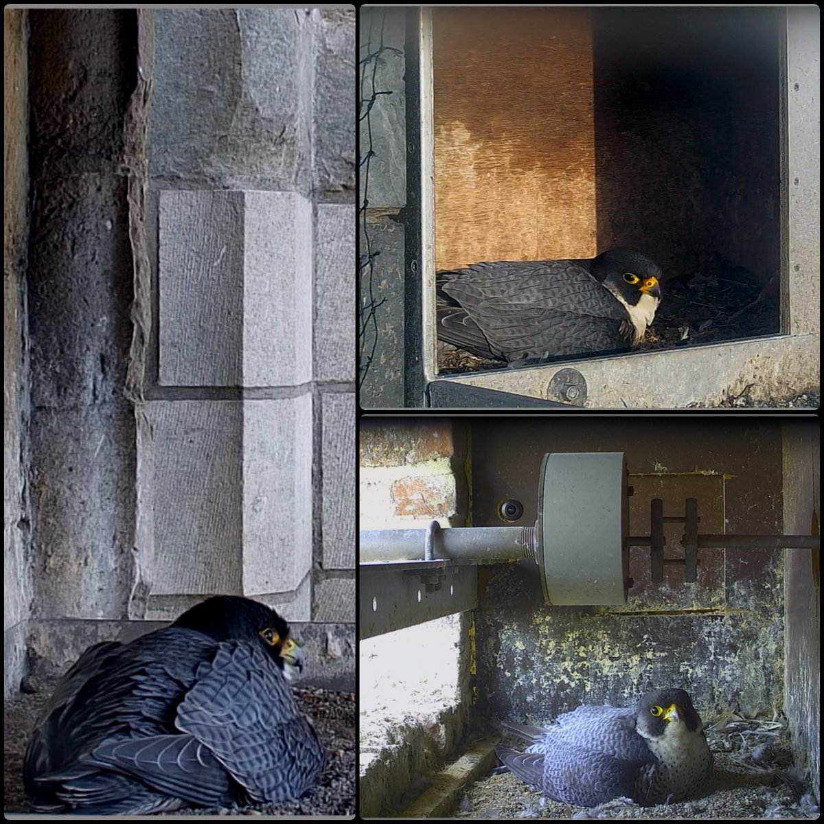 Martijn Peters tweet media