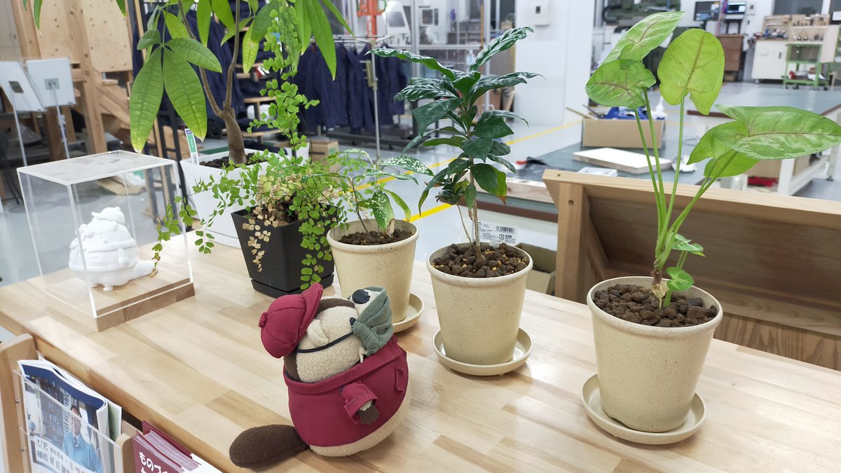 fukuoka_mono's tweet photo. いやぁ～、暖かくというか、熱くなりましたね～。ほひー。

植物さんたちも、元気に動き出す季節になってきました。にょきにょき。

お外では、チョウチョさんもお見かけしましたよ。ひらり～ん。

ビバビバ
講義も始まりましたが、新しい春にみなさんは何をやりますか？わくわく。 https://t.co/K7tNjptoZn