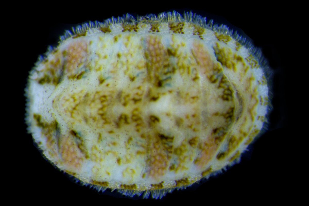 norchitons's tweet photo. Chitons have little calcareous scales, granules, or spines on the mantle around the shell plates. In juveniles, like this tiny Lepidochitona, they are really big! But that's ok, it will grow into them as it gets larger! 😅

#polyplacophora #mollusca https://t.co/S3BpDbpL3E