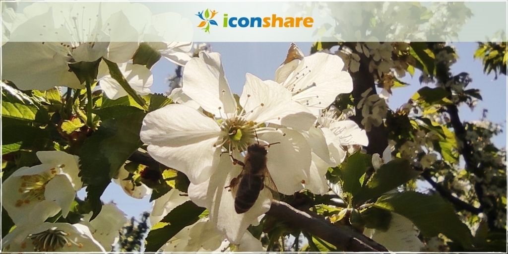 i_conshare's tweet photo. Bees play an important role in pollinating cherry blossoms

#bees #pollination #cherryblossoms https://t.co/W5aly9JE1R