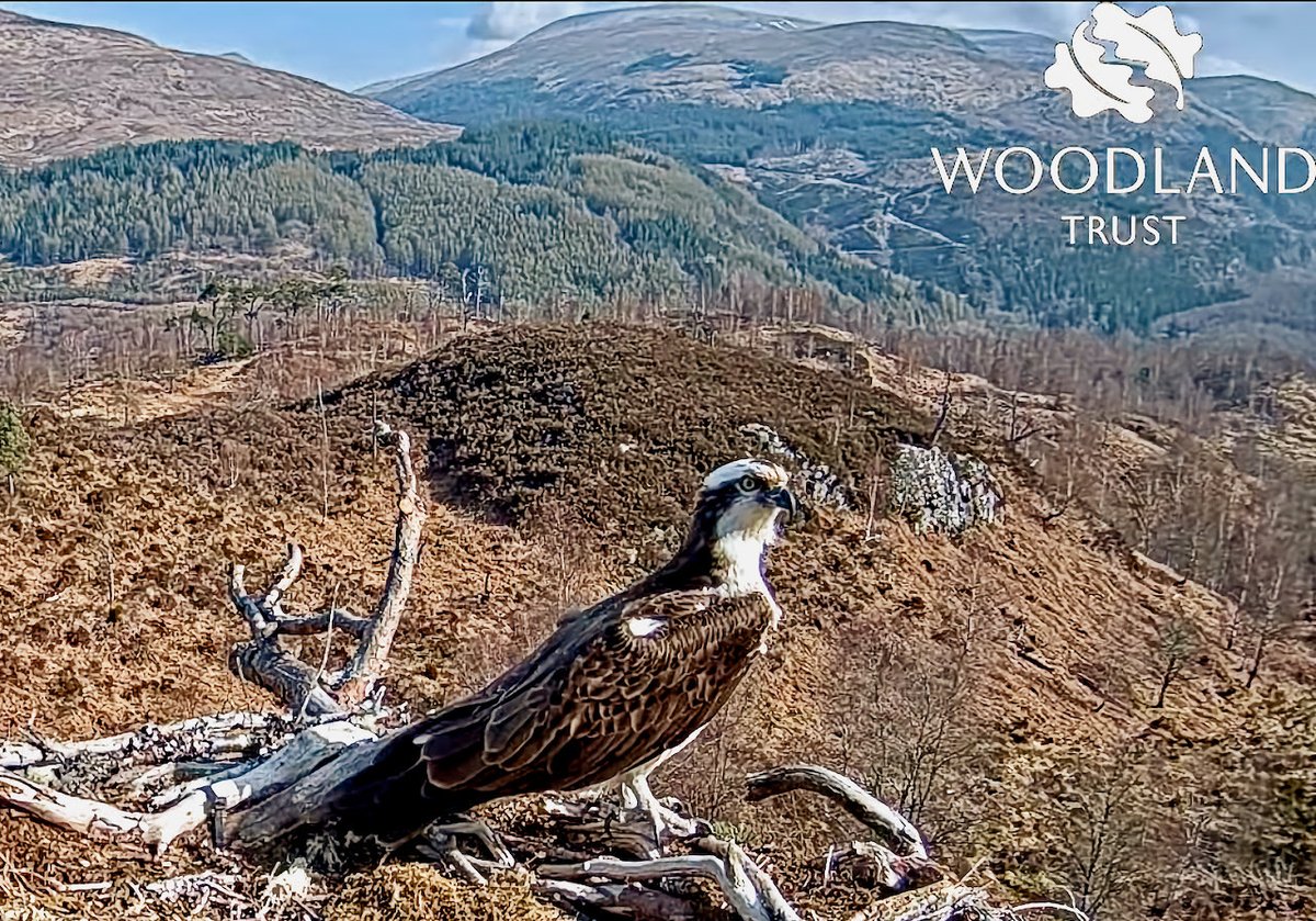 A visitor to the @WoodlandTrust’s #LochArkaig nest one at about 10.41 this morning. It’s empty and waiting for you!

(Thanks to @PostcodeLottery and @Locheilnet for the streams)