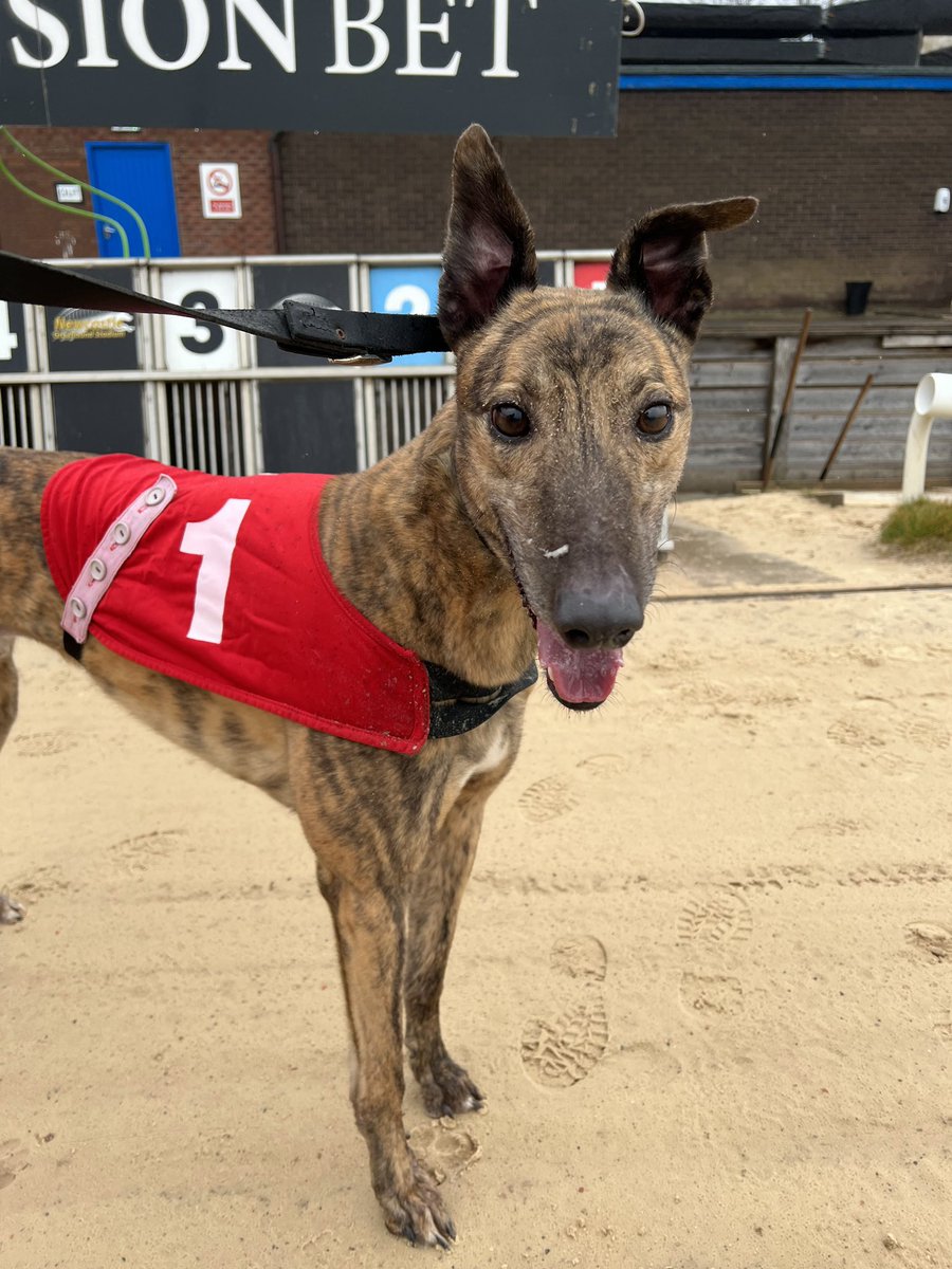JubileeKennels's tweet photo. A shout for the poser #SlaneysideNevin who hit 150 races a few days ago https://t.co/rfrcYeAVEh