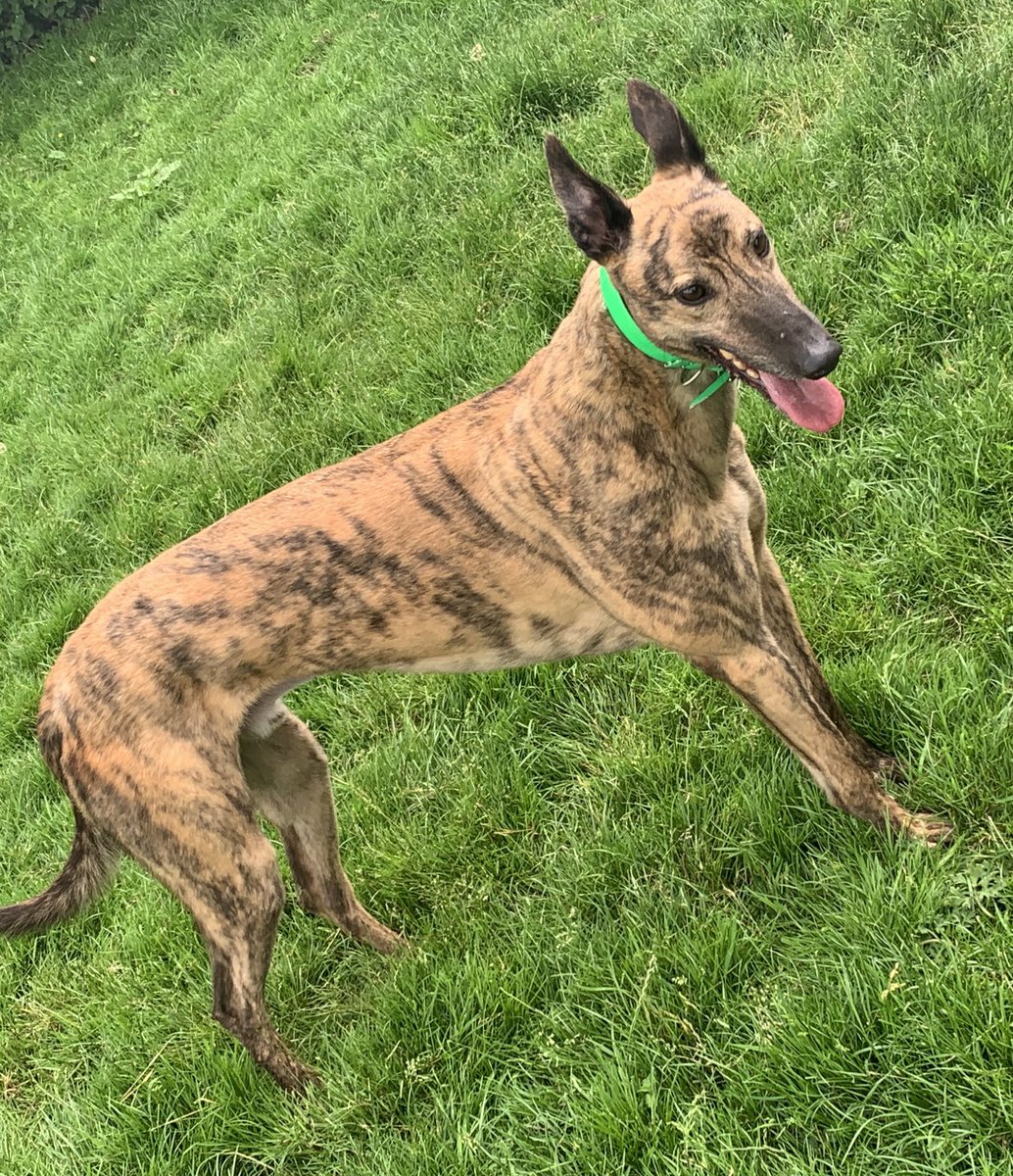JubileeKennels's tweet photo. A shout for the poser #SlaneysideNevin who hit 150 races a few days ago https://t.co/rfrcYeAVEh