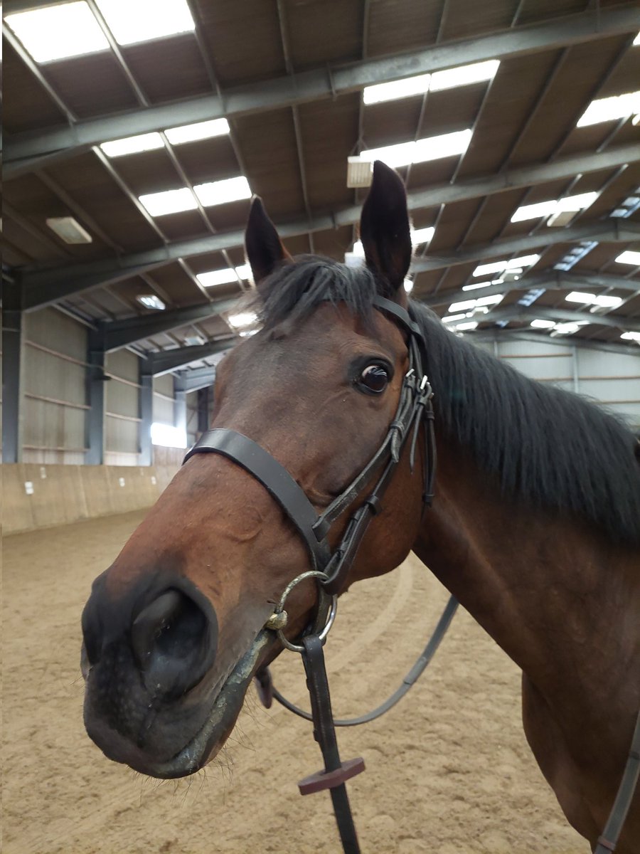 historical_kate's tweet photo. Never a day off when there is a horse involved. Training for our first event of the season this weekend with The troop at Berkeley Castle. #horse #exracehorse #livinghistory #reenactment #history #whatdayoff https://t.co/j6gayJBW4Y