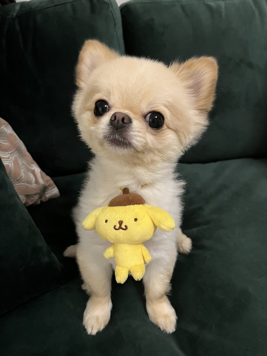 hymame_'s tweet photo. 金メダルだと思ってご満悦な犬 https://t.co/ho8IWkXPkF