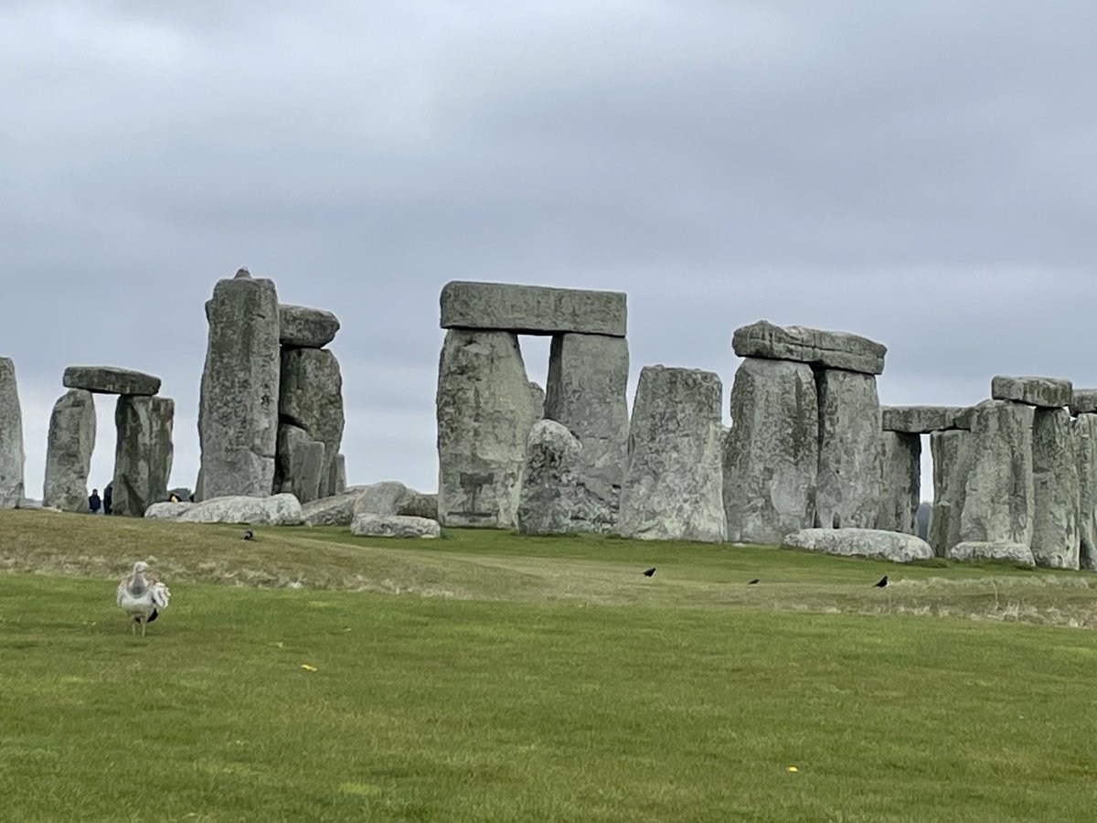 It was good to see Gertrude the Great Bustard strutting around the stones today. #timeforwiltshire #GreatWestWay