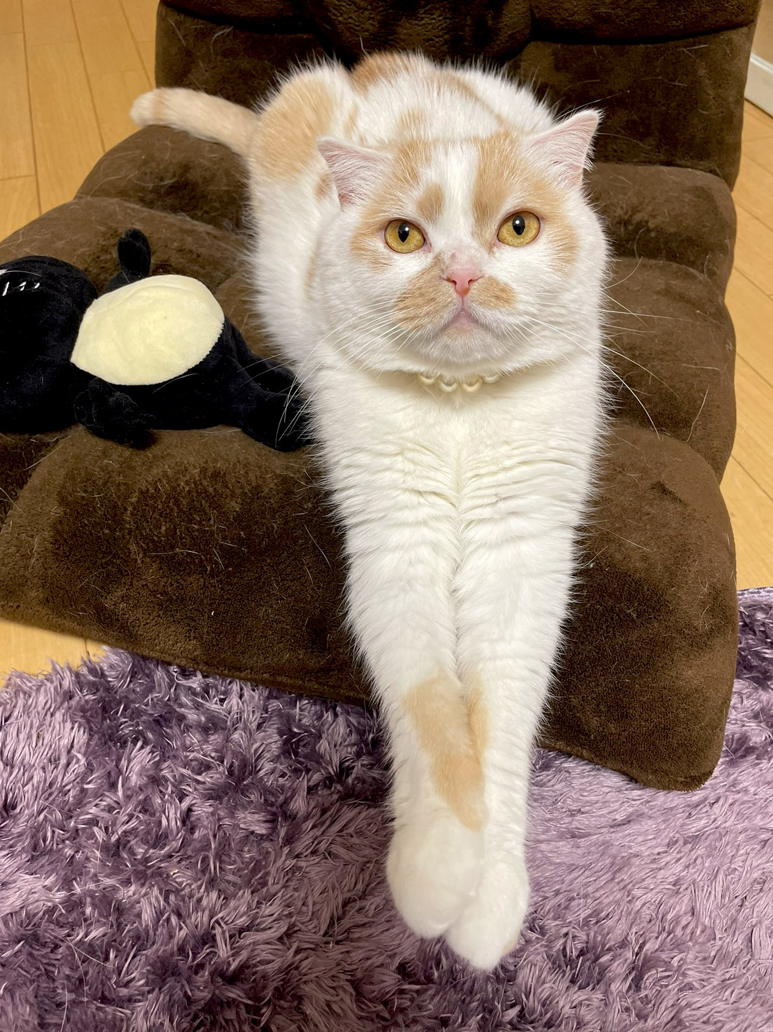 ホイップ@ねこ休み展 on X: 