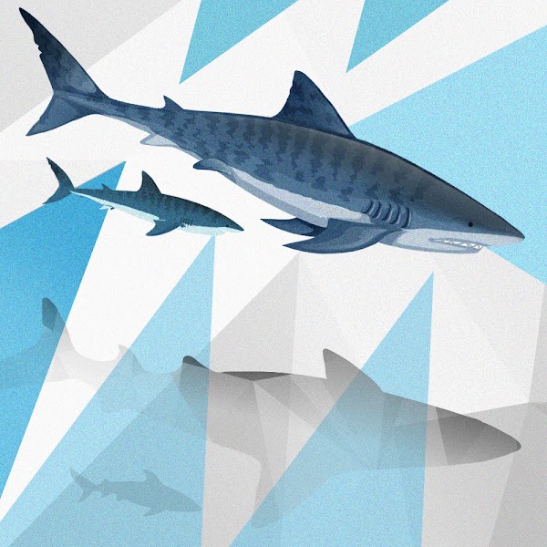 Two new shark species have been seen chillin in the OpenSea. Meet the Blackspot shark and the Tiger shark  👀

Mint your shark NFT here: sharks.likhanft.io 🦈🇵🇭

#NFTPhilippines #NFTPH #NFTart #PolygonNFT #SaveOurSharks 
<a href="/LikhaNft/">Likha</a>